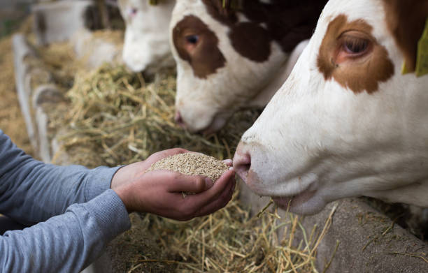 fermier alimentant des vaches avec des granules secs - animals feeding photos et images de collection