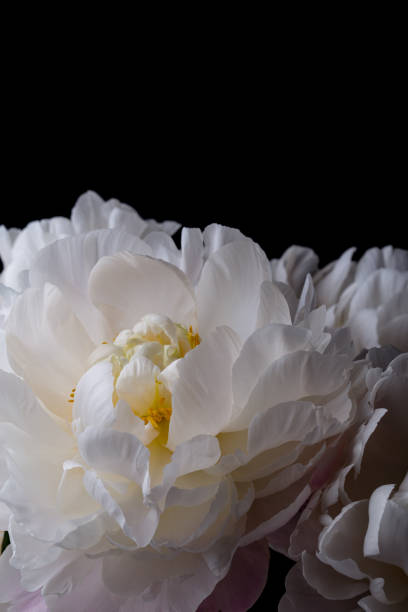 istock Smooth white peony flower in bloom bouquet on a black background 1160802400