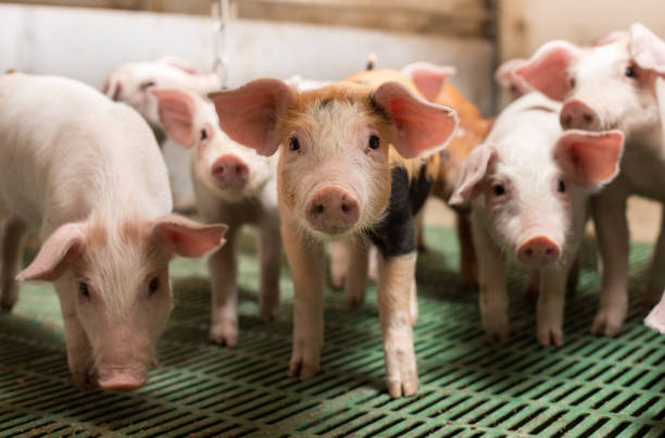 istock Group of piglets in modern stable 1160802551