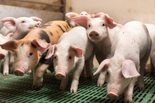 istock Group of piglets in modern stable 1160802726