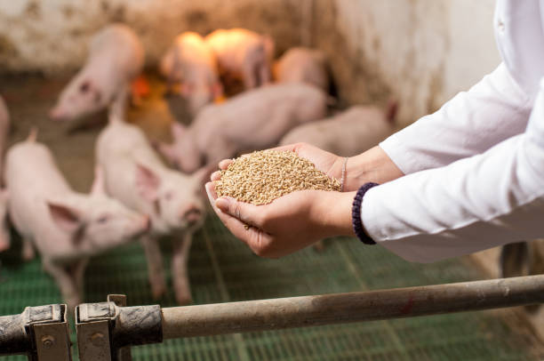 Vwtwrinarian feeding piglets with dry granules Veterinarian holding dry food in granules in hands and offering to piglets in stable coupling stock pictures, royalty-free photos & images