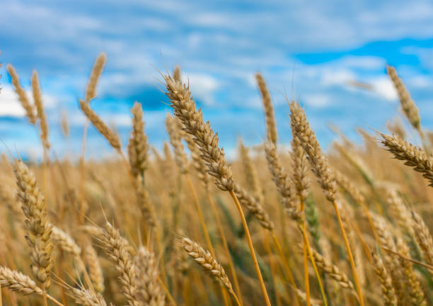 istock Wheat spikelet's on a wheat field close-up against the blue sky 1160804094