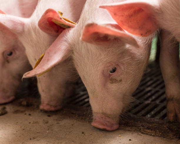 istock Group of piglets in modern stable 1160804189