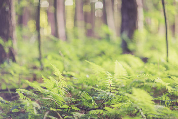 istock Green Ferns Growing on Forest Floor Nature Backround 1160804613