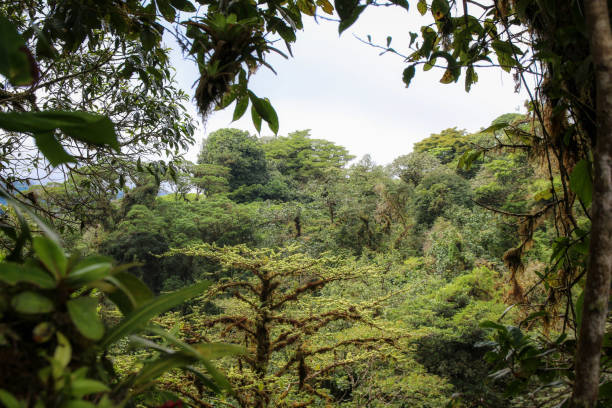 istock Pura Vida - This is beautiful Costa Rica 1160804876