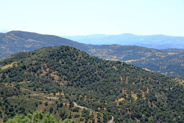istock Olive plantations Crete ,Greece, Europe 1160805745