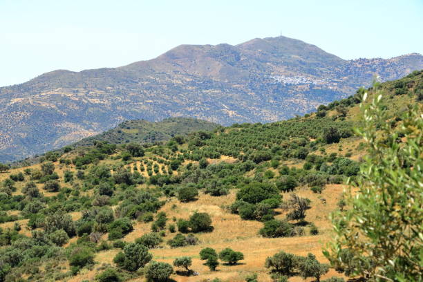 istock Olive plantations Crete ,Greece, Europe 1160805897
