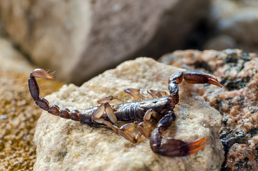Scorpion Sitting On A Stone Close Up Stock Photo - Download Image Now -  Animal, Animal Leg, Animal Wildlife - iStock