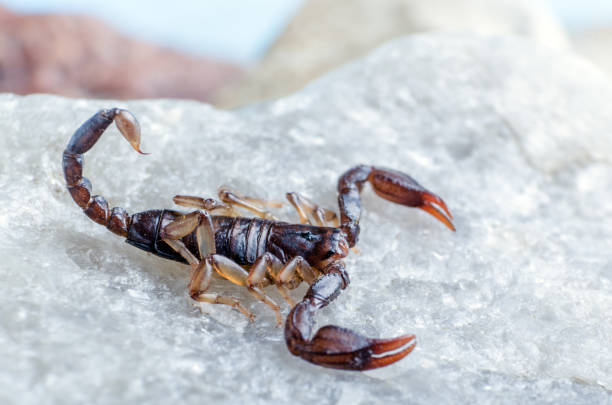 istock Scorpion sitting on a stone close up 1160806026