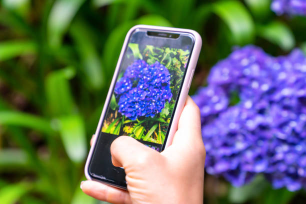 istock Taking pictures with a mobile phone 1160806078