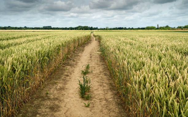 istock Footpath through field of wheat in summer, Beverley, Yorkshire, UK. 1160806116