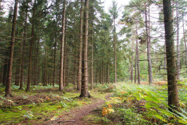 istock Pine trees in autumnal woodland 1160806192