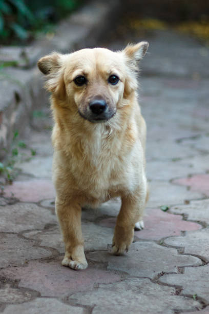 chihuahua dog faithfully sits in front of the owner - football player imagens e fotografias de stock