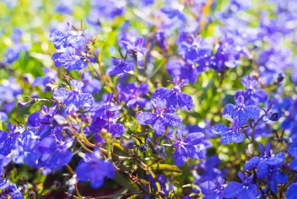 Blue Trailing Lobelia Sapphire flowers or Edging Lobelia. Its Latin name is Lobel. Lobelia erinus in summer garden.