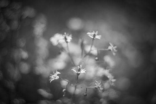 Gypsophila flowers. Baby's breath or Gypsophila is beautiful flower in the carnation family on blurred floral nature backgrounds. Black and white, selective soft focus. Toned photo.