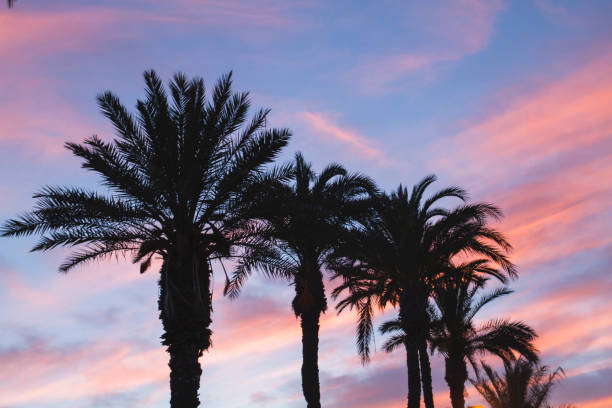 istock Palm trees and colorful sunset sky 1160807800