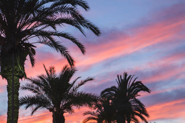 istock Palm trees and colorful sunset 1160807802