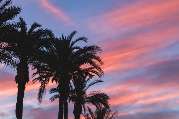 istock Colorful sunset sky and palm trees 1160807805