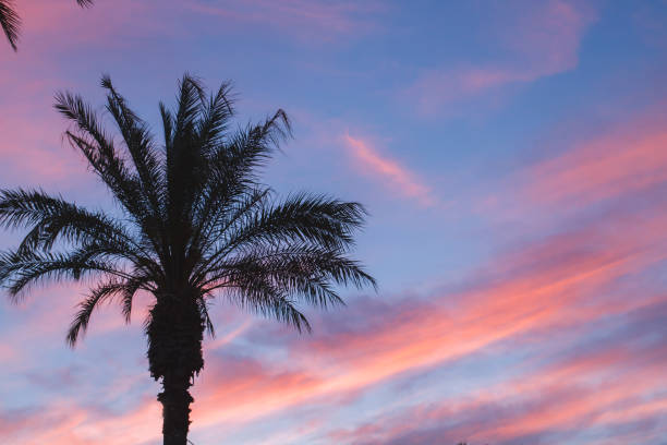 istock Palm tree and colorful sunset sky 1160807806