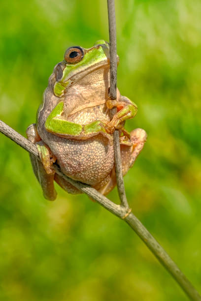 istock Beautiful Europaean Tree frog Hyla arborea 1160808934