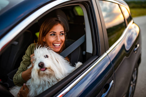 istock Beautiful dog on a car ride 1160810696