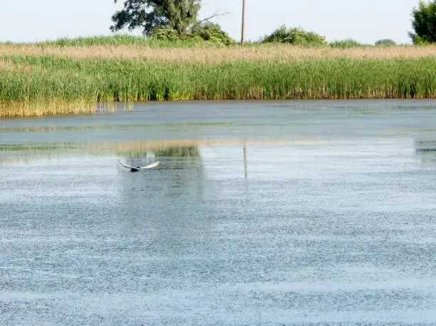 The bird flies over the surface of the lake in search of fish.