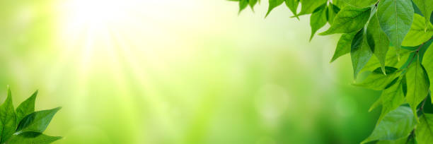 istock Panorama Of Fresh Green Leaves And Sunlight 1160810839