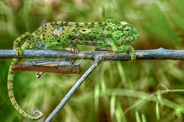 istock Macro shots, Beautiful nature scene green chameleon 1160811133