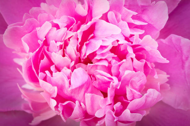 istock Bud of a peony. Open peony Bud. Abstract peony Bud background. 1160811928