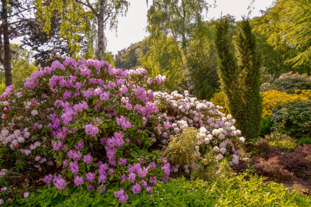 istock Rhododendron in different colours and different varieties 1160811956