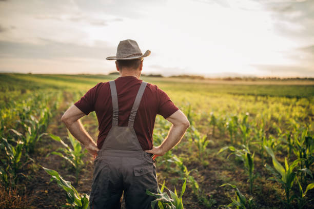 istock Senior farmer enjoys sunset in corn field 1160812182