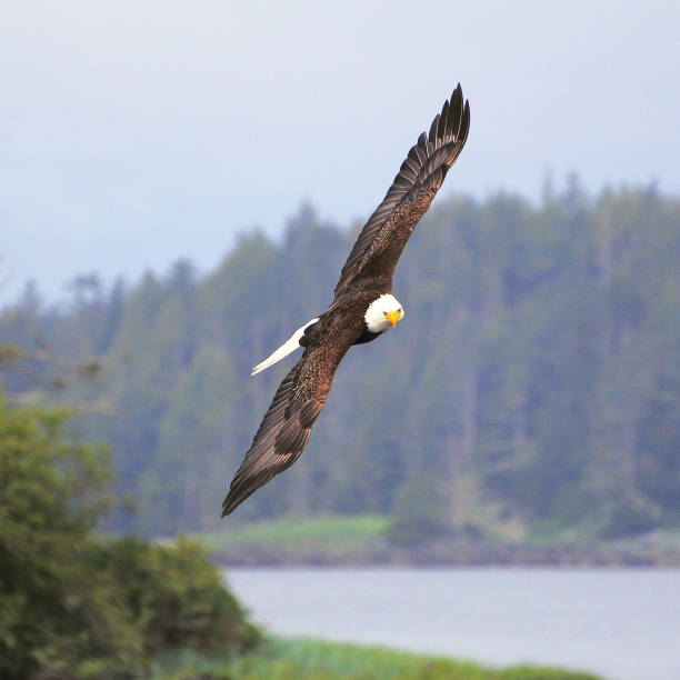 istock Bald eagle above the ocean coast. British Columbia. 1160812203