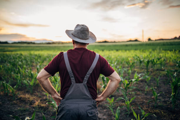 istock Senior farmer looking at sunset 1160812353