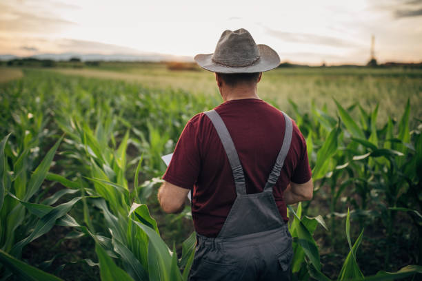 istock Senior farmer walking in field 1160812410