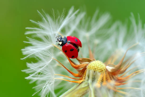 bella coccinella su sfondo sfocato foglia - ladybug grass leaf close up foto e immagini stock