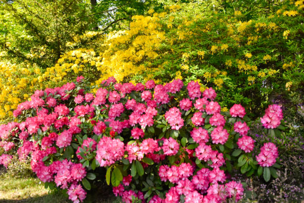 istock Rhododendron in different colours and different varieties 1160813085