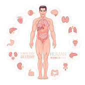 istock Human anatomy vector. Male body. 1160813167