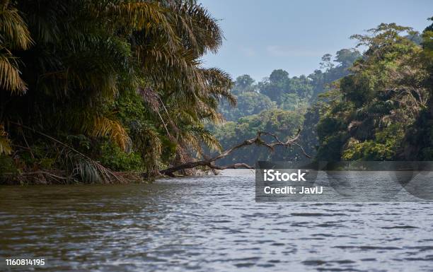 Rio La Suerte Tortuguero Costa Rica Stock Photo - Download Image Now - Tortuguero National Park, Animal Wildlife, Beauty In Nature