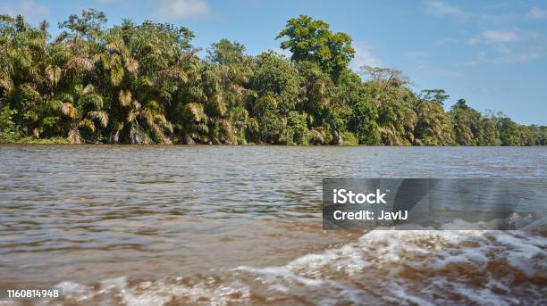 Rio La Suerte Tortuguero Costa Rica Stock Photo - Download Image Now - Animal Wildlife, Beauty In Nature, Canal