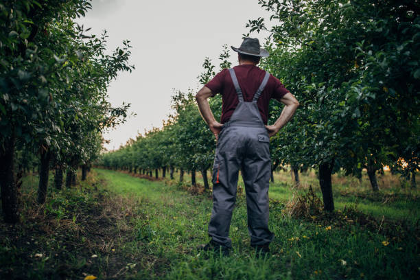 istock Senior farmer in orchard 1160815672