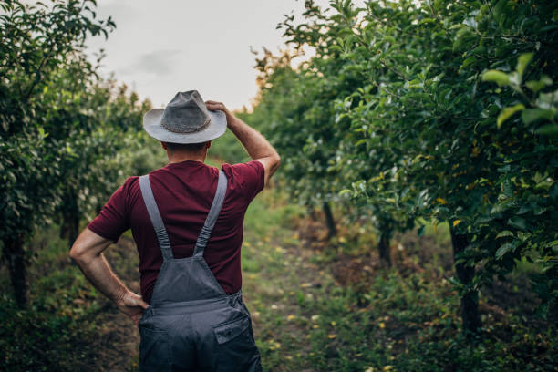 istock Senior farmer standing in orchard 1160816066