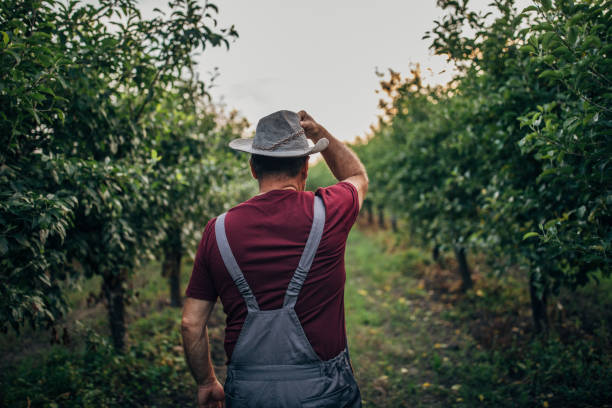 istock Senior farmer in apple orchard 1160816307