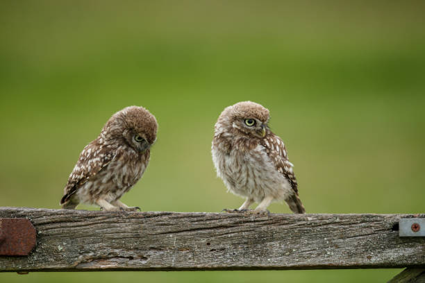 istock The little owl 1160818269