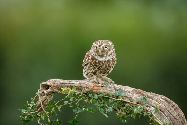 istock The little owl 1160818336