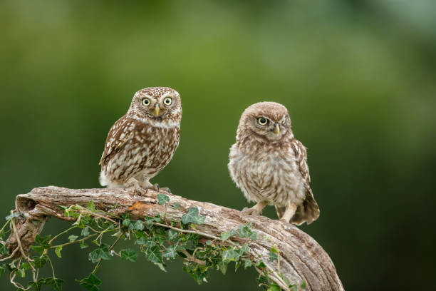 istock The little owl 1160818338