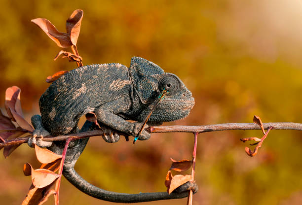 istock Macro shots, Beautiful nature scene green chameleon 1160818426