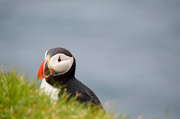 istock Puffin in his natural habitat 1160818678
