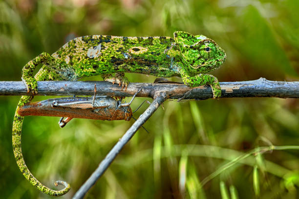 istock Macro shots, Beautiful nature scene green chameleon 1160818738
