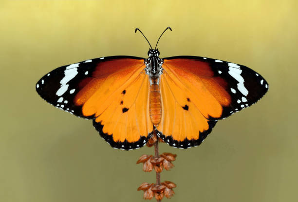 istock Closeup   beautiful butterfly sitting on flower. 1160819058