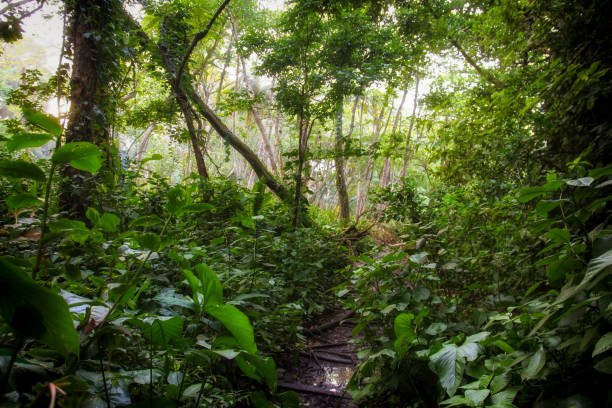 istock Pura Vida - This is beautiful Costa Rica 1160819090